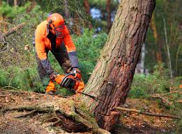 Best Tree Removal Services  in Naples, FL